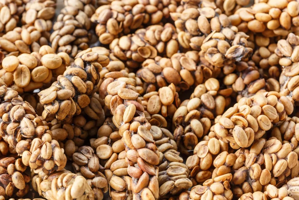 Coffee-beans-feces-palm-civet-Asian-1024x683 Daftar 10 Jenis Kopi di Indonesia, Nomor 3 Termahal di Dunia